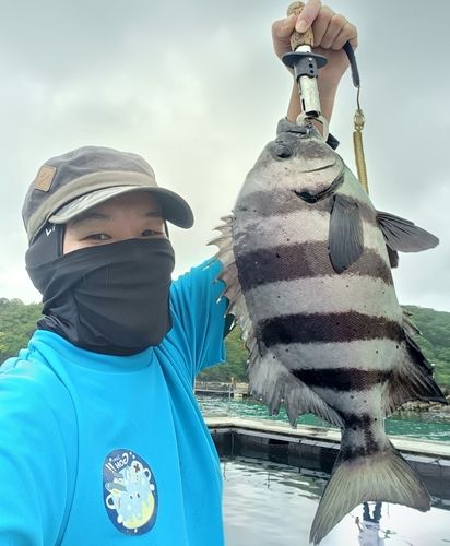 イシダイの釣果