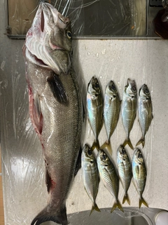 アジの釣果