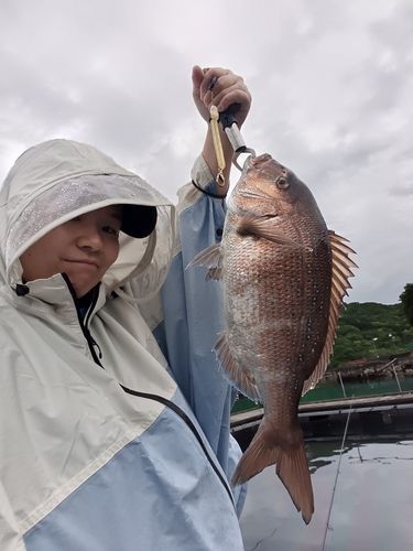 マダイの釣果
