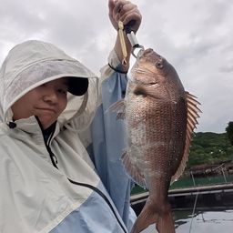 マダイ