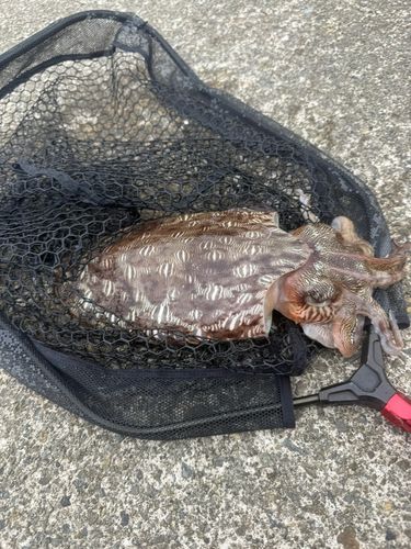 モンゴウイカの釣果