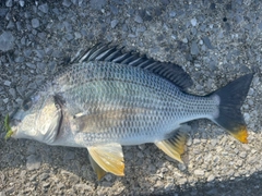 キビレの釣果