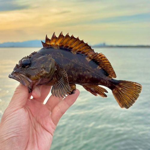 カサゴの釣果