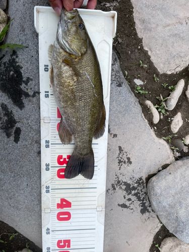 スモールマウスバスの釣果