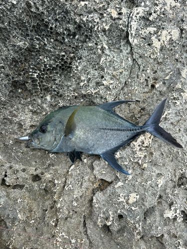 クロヒラアジの釣果