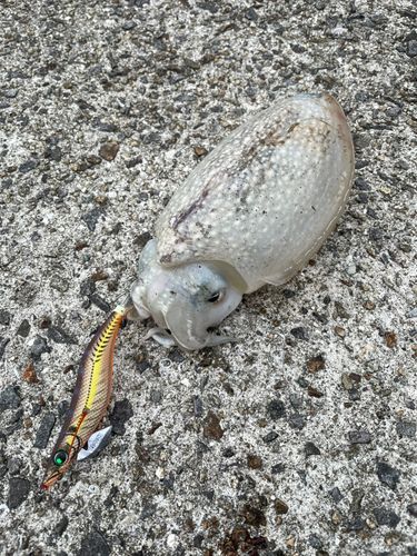 シリヤケイカの釣果