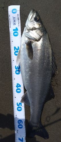 スズキの釣果