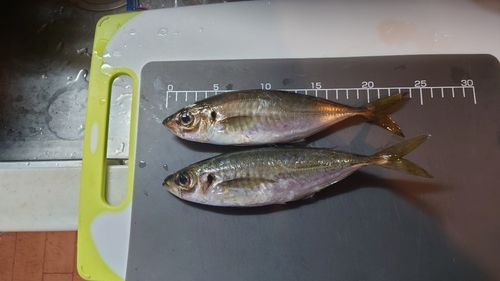 アジの釣果