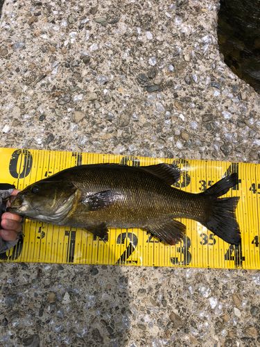 スモールマウスバスの釣果