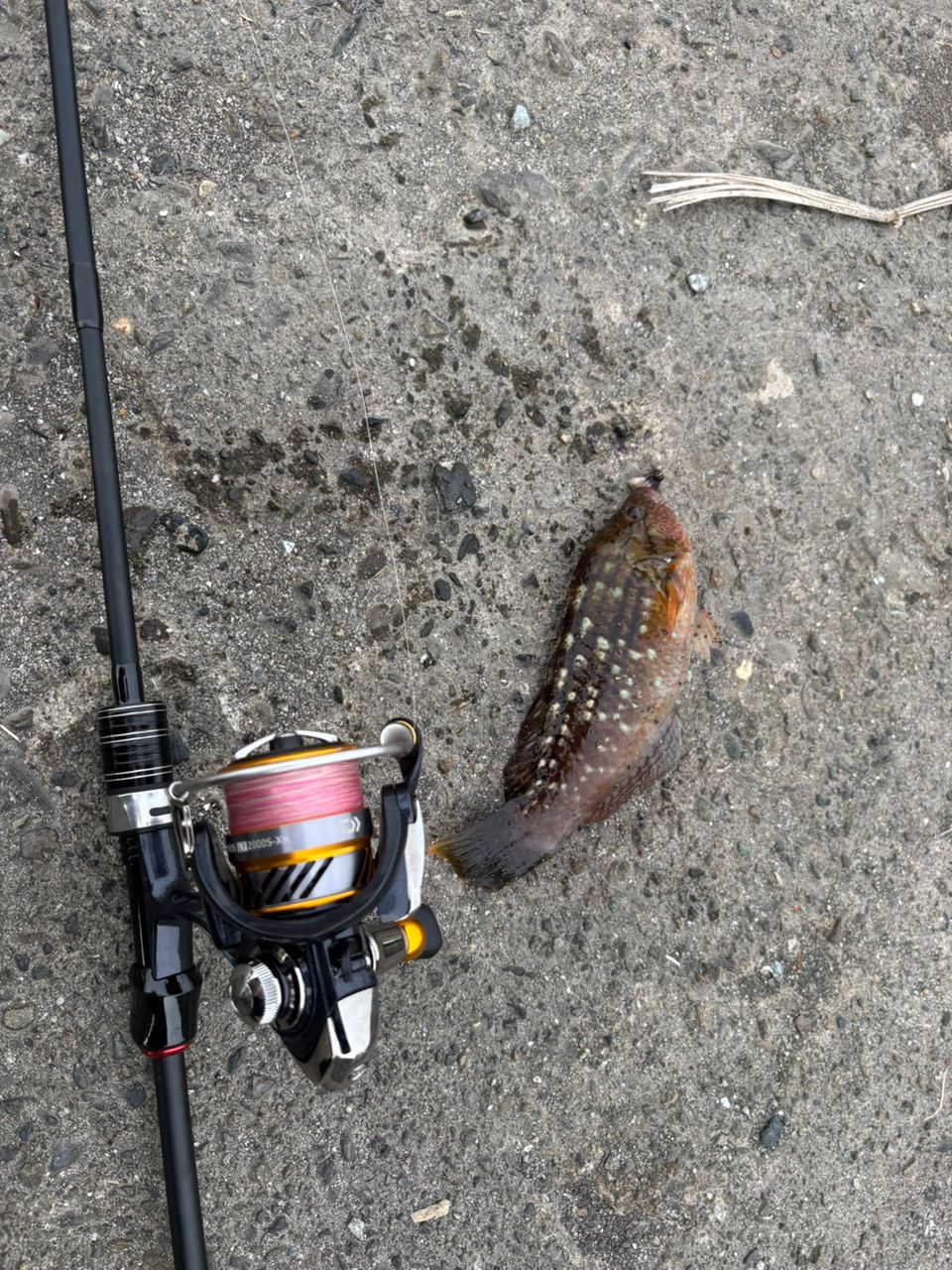 アカササノハベラ