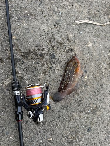 アカササノハベラの釣果