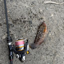 アカササノハベラ