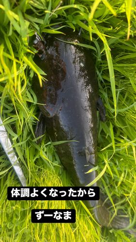 ナマズの釣果