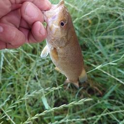 スモールマウスバス