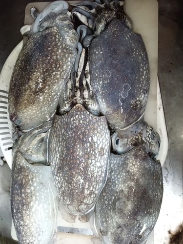 シリヤケイカの釣果