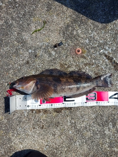 アイナメの釣果
