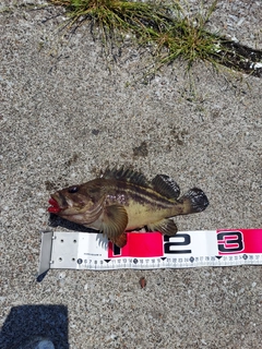 シマゾイの釣果