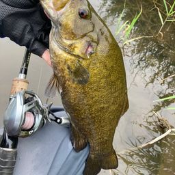 スモールマウスバス