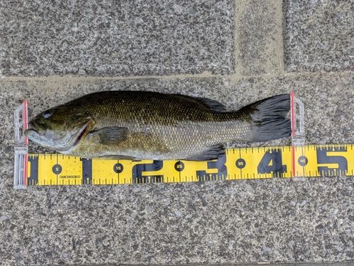 スモールマウスバスの釣果