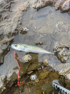 サバの釣果
