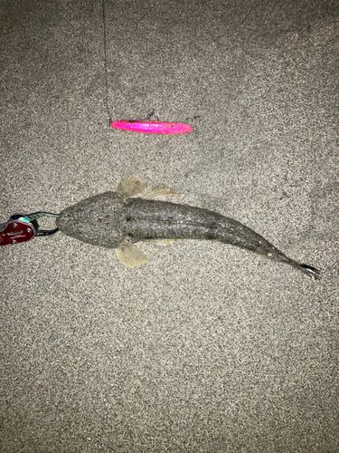 マゴチの釣果