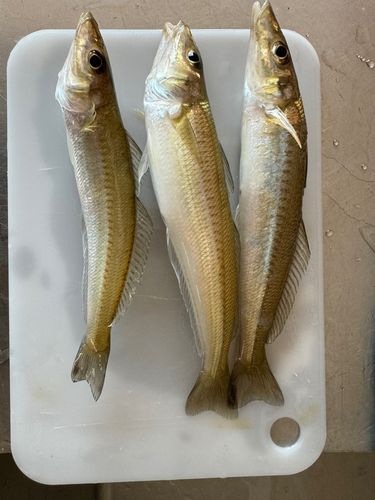 キスの釣果