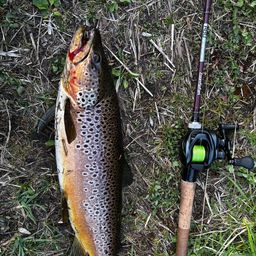 ブラウントラウト