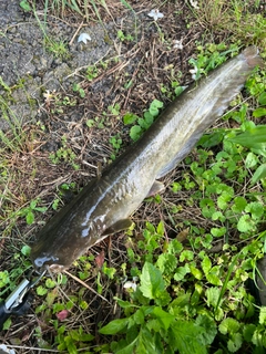 ニホンナマズの釣果