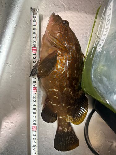アコウの釣果