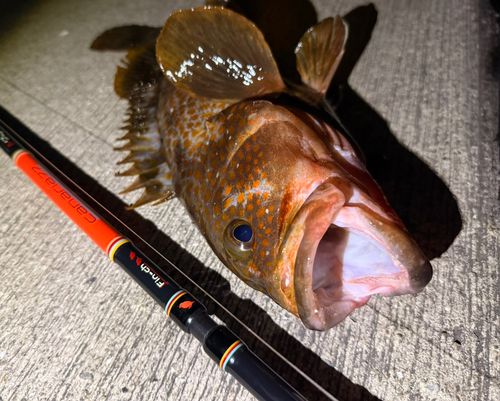 アコウの釣果