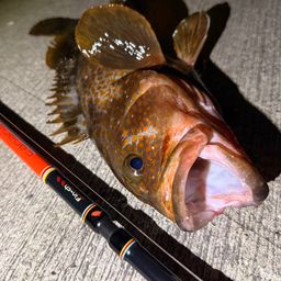 アコウ