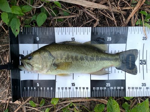 ブラックバスの釣果