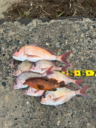 タイの釣果