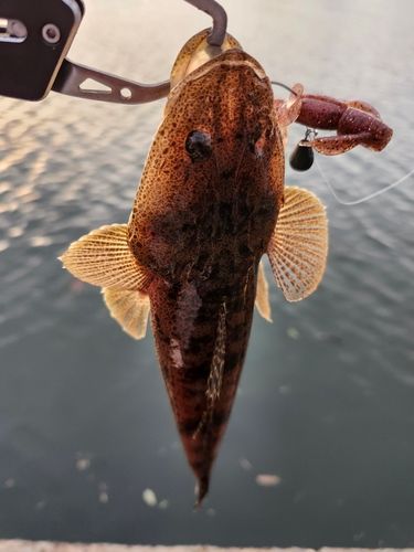 マゴチの釣果