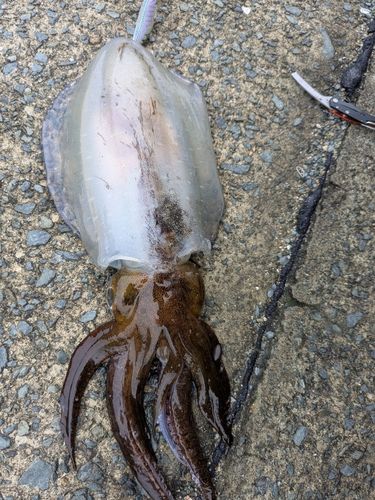 イカの釣果