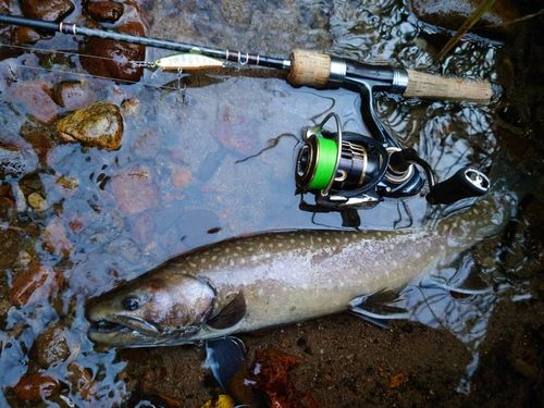 イワナの釣果