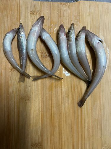 キスの釣果