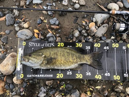 スモールマウスバスの釣果