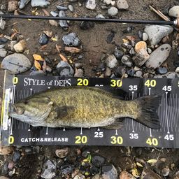 スモールマウスバス