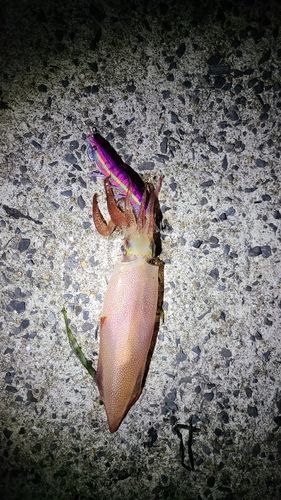 ケンサキイカの釣果