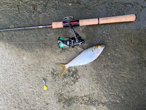 コノシロの釣果