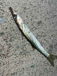 カマスの釣果