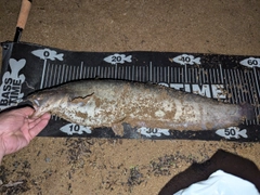 ナマズの釣果