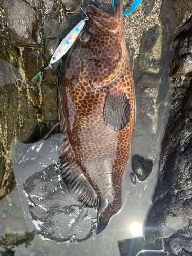 オオモンハタの釣果