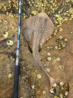 エイの釣果