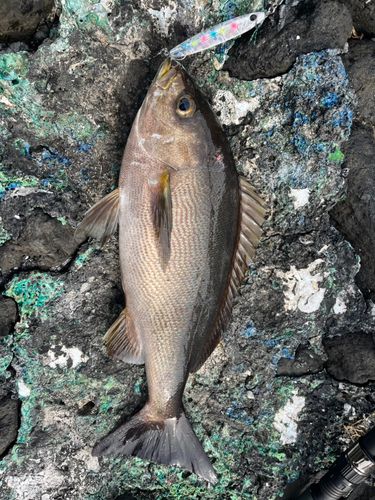 イサキの釣果