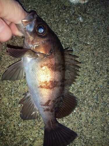 メバルの釣果