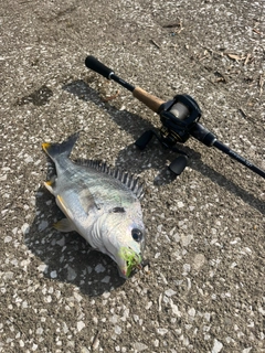 キビレの釣果