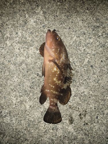 キジハタの釣果