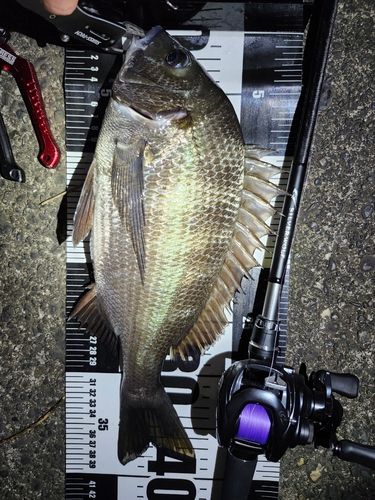 クロダイの釣果